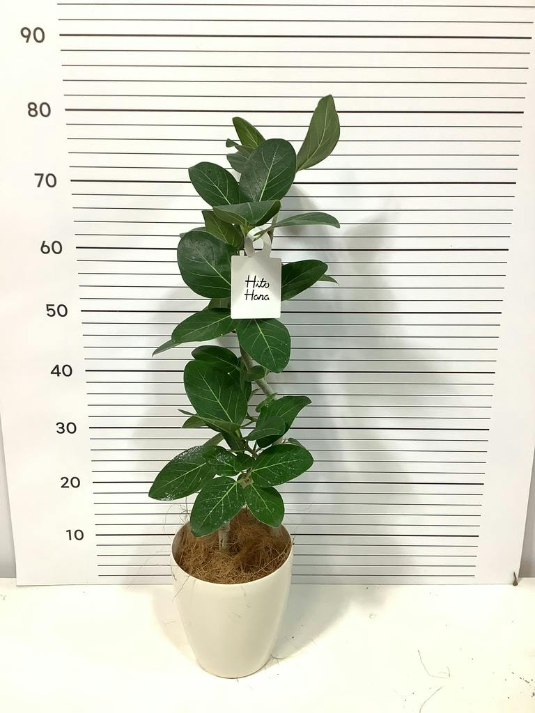 フィカス ベンガレンシス 5号 | 観葉植物通販 HitoHana（ひとはな）