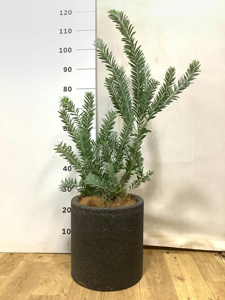 アカシア ブルーブッシュ | 観葉植物通販HitoHana(ひとはな)