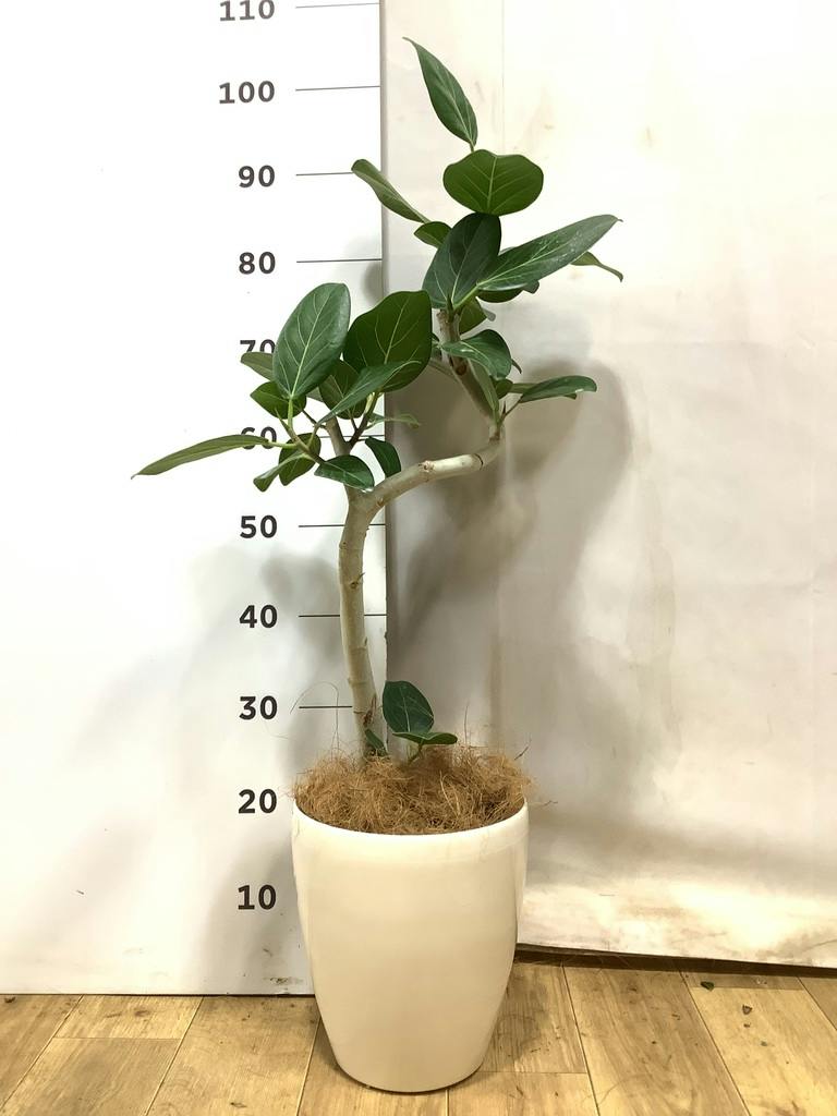 フィカス ベンガレンシス 6号 | 観葉植物通販 Hitohana（ひとはな）