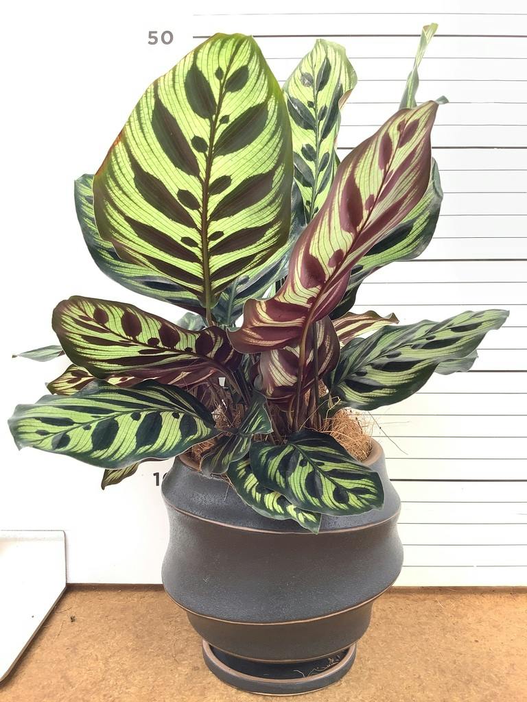 カラテア マコヤナ | 観葉植物の通販ならHitoHana（ひとはな）