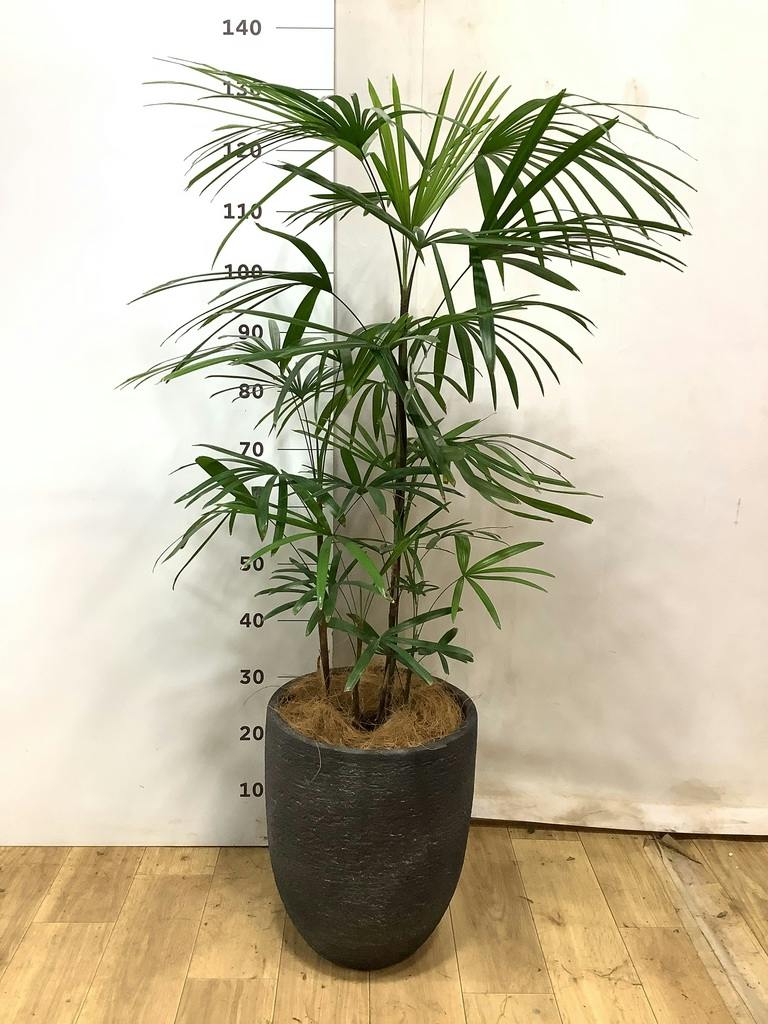 シュロチク 8号 | 観葉植物 | 送料無料でお届け - Hitohana（ひとはな）