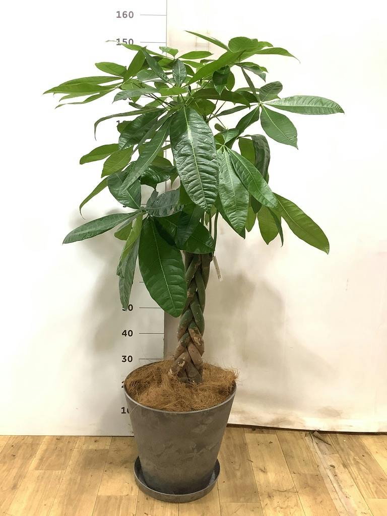 パキラ 8号 | 観葉植物の通販ならHitoHana（ひとはな）