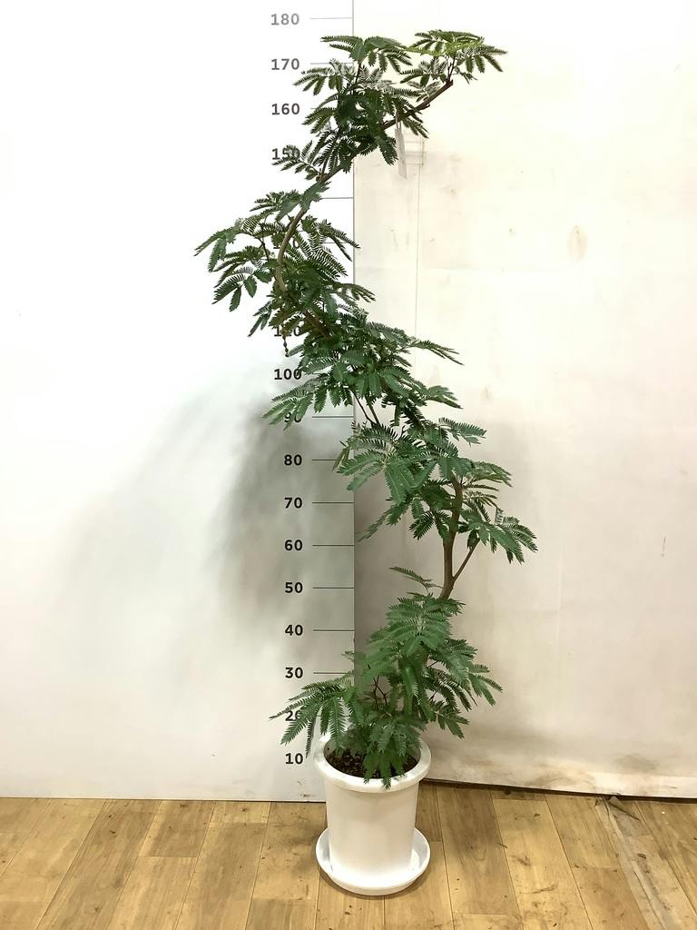 エバーフレッシュ 大型 | 観葉植物通販HitoHana(ひとはな)