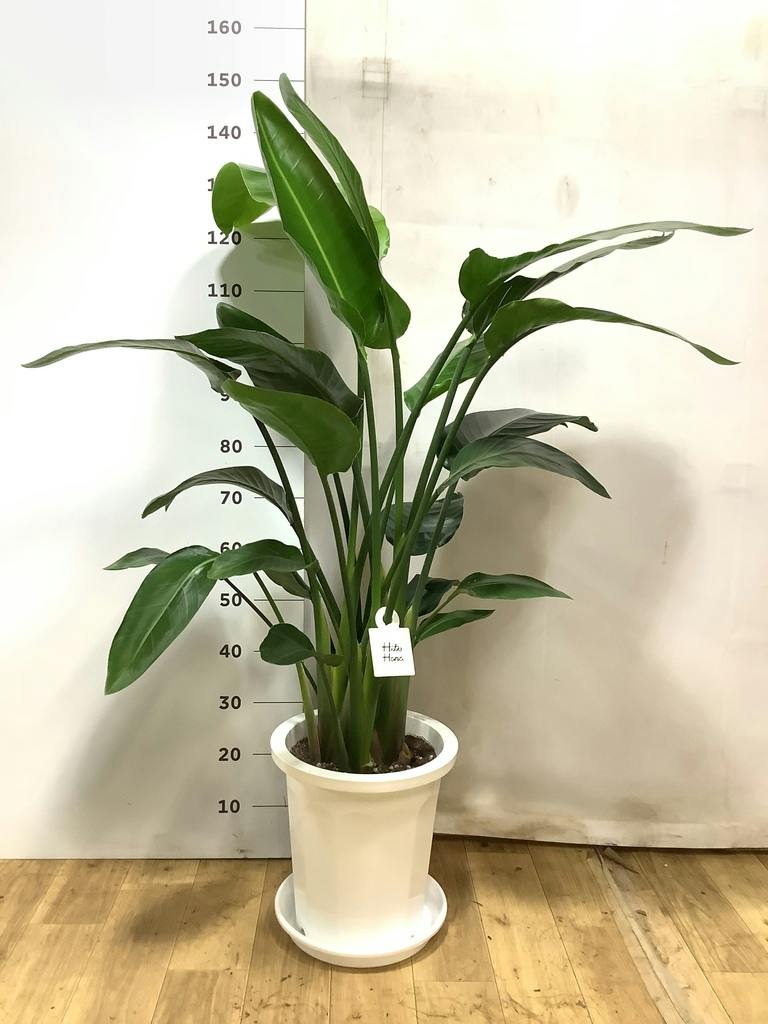 オーガスタ 10号 | 観葉植物の通販ならHitoHana