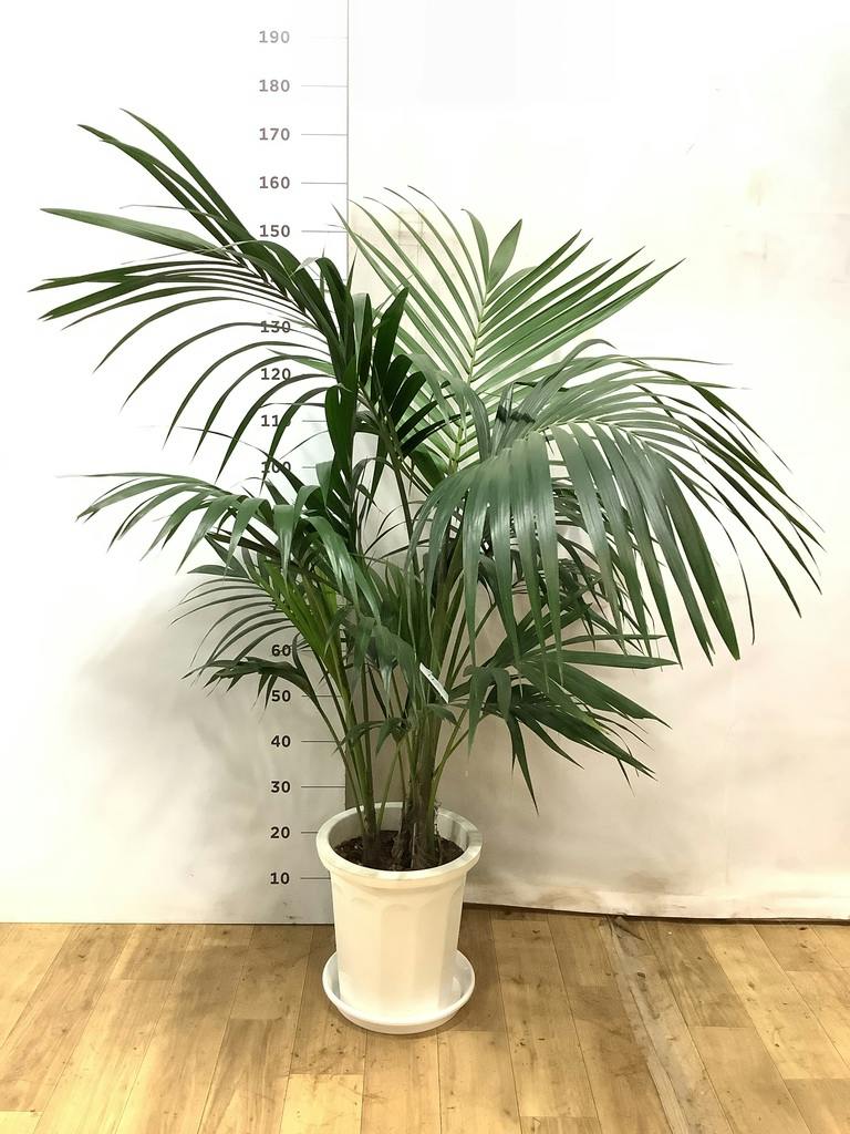 観葉植物 ケンチャヤシ 10号 プラスチック鉢 | 観葉植物ならHitoHana
