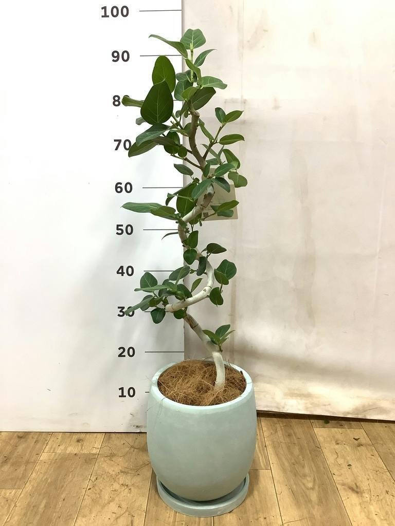 フィカス ベンガレンシス 5号 | 観葉植物通販 HitoHana（ひとはな）
