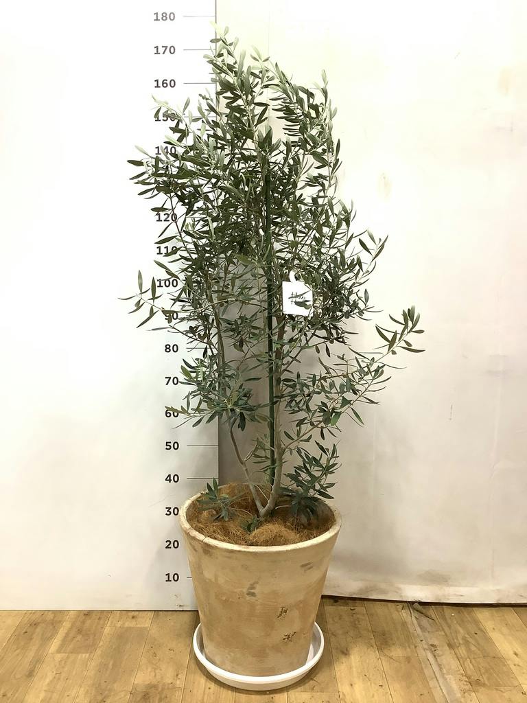 オリーブの木 チプレッシーノ | 観葉植物 | 送料無料でお届け