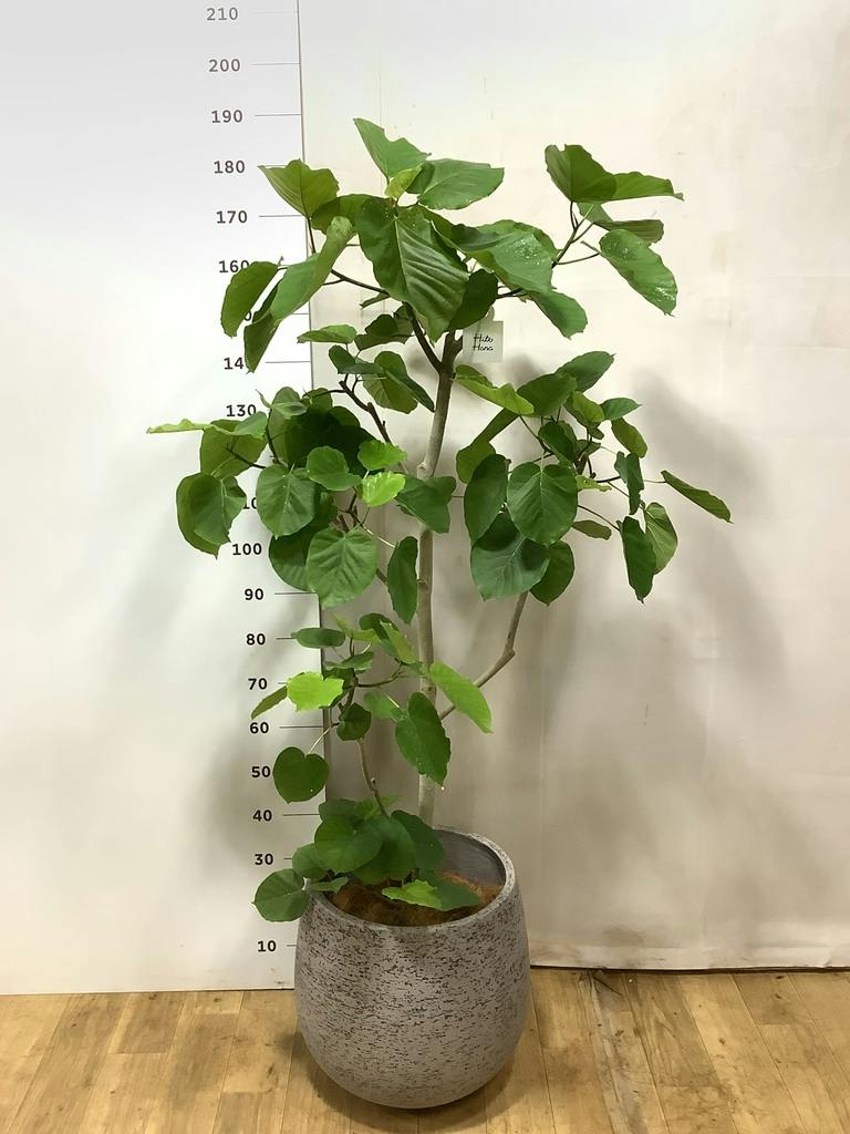 ウンベラータ 10号 | 観葉植物の通販ならHitoHana（ひとはな）