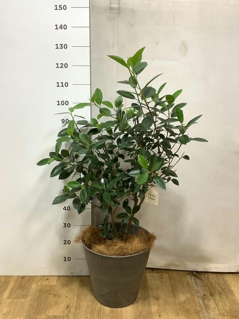フランスゴムの木 8号 | 観葉植物 | 送料無料でお届け - Hitohana
