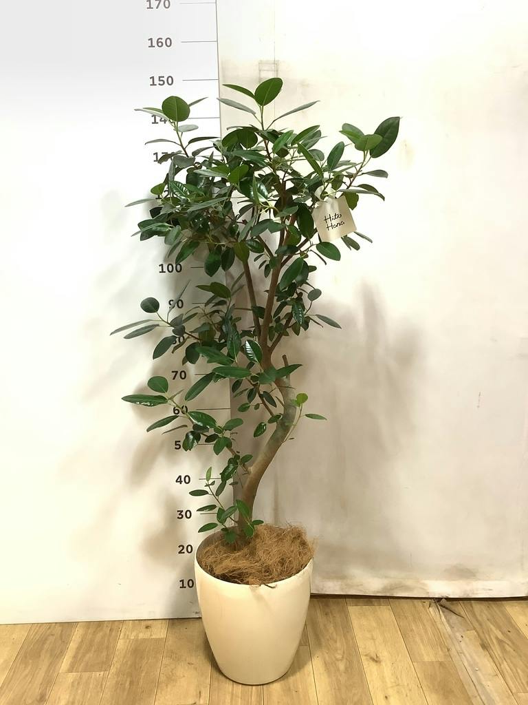 フランスゴムの木 8号 | 観葉植物 | 送料無料でお届け - Hitohana