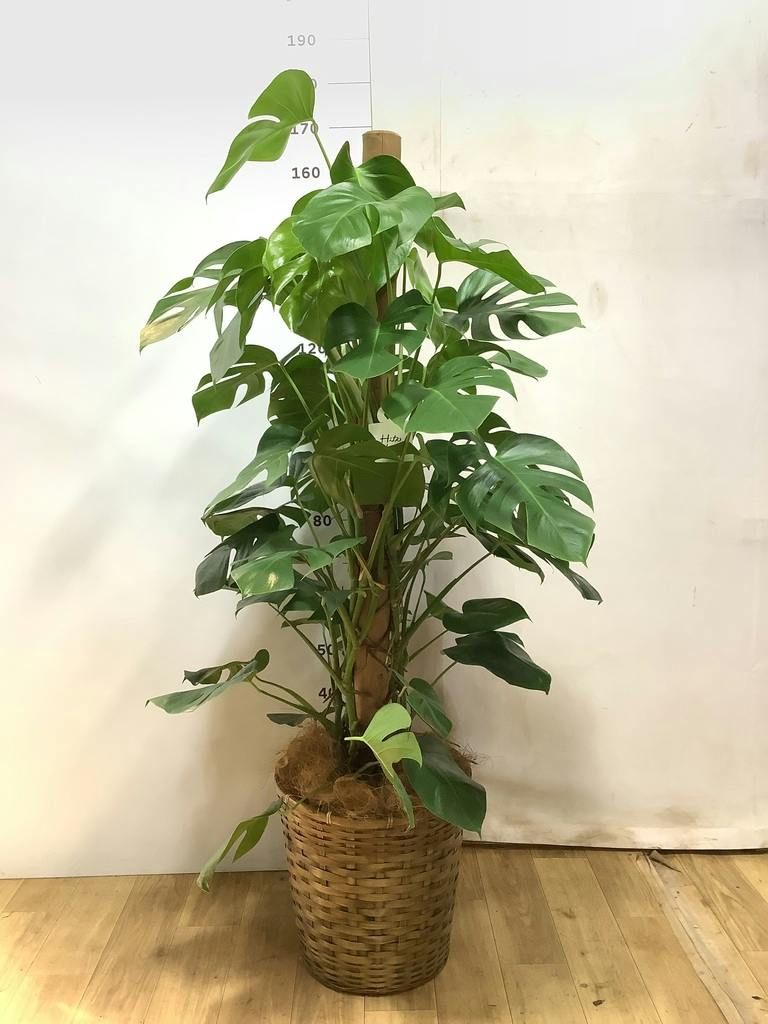 モンステラ 10号 | 観葉植物 | インテリアやギフトに - Hitohana（ひと