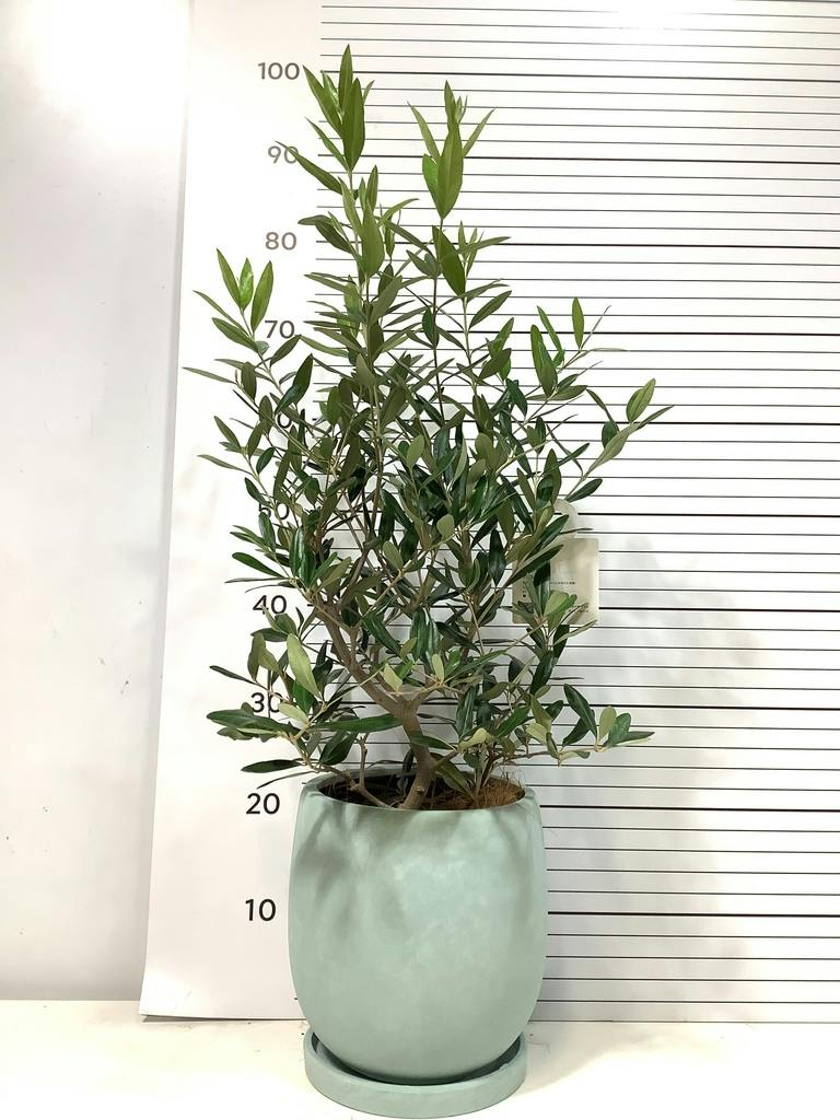オリーブの木 9号 | 観葉植物通販 HitoHana（ひとはな）