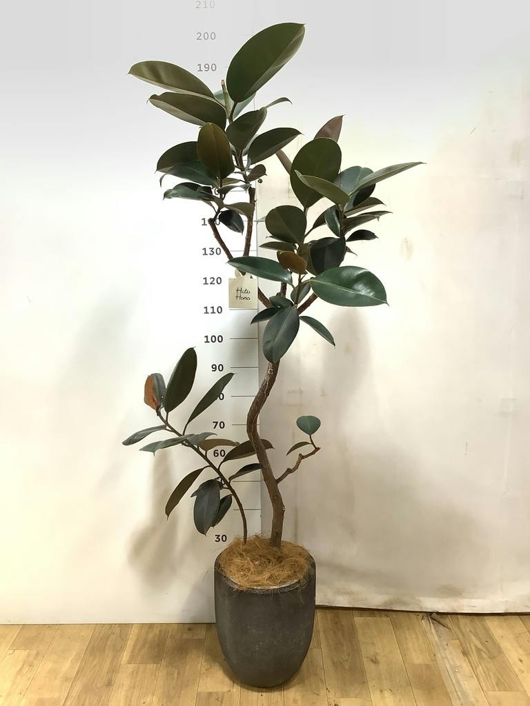 フィカス バーガンディ 曲がり | 観葉植物 | インテリアやギフトに
