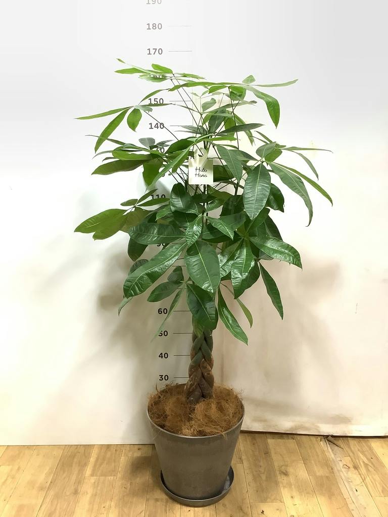週末特価！ラスト1鉢！パキラ　苗　苗木　8号　ねじり　5株植　高さ約110センチ パキラ 8号 | 観葉植物の通販ならHitoHana（ひとはな）