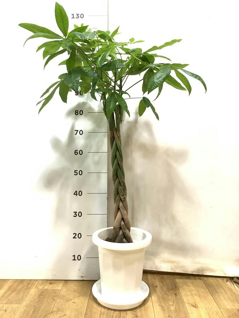 パキラ 8号 | 観葉植物の通販ならHitoHana（ひとはな）