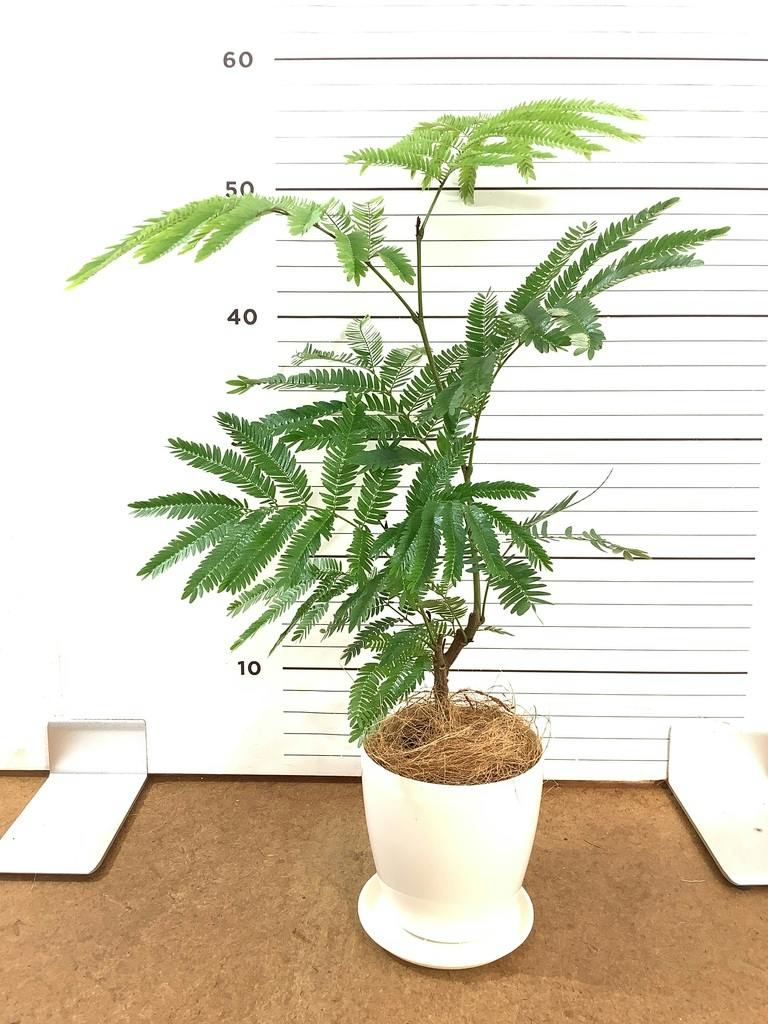 エバーフレッシュ 4号 | 観葉植物 | インテリアやギフトに - Hitohana