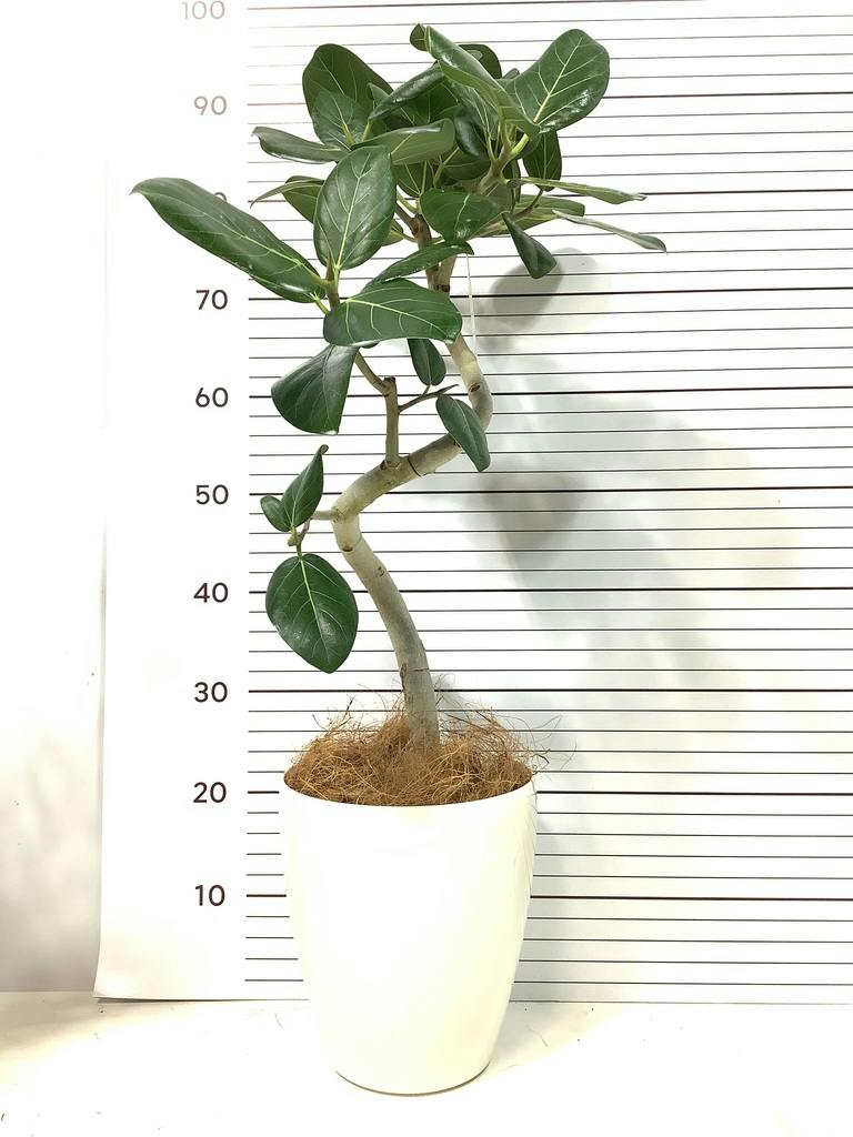 フィカス ベンガレンシス 10号 | 観葉植物通販 Hitohana（ひとはな）