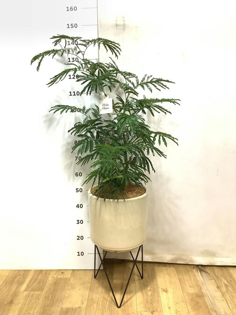 エバーフレッシュ 7号 | 観葉植物の通販ならHitoHana（ひとはな）