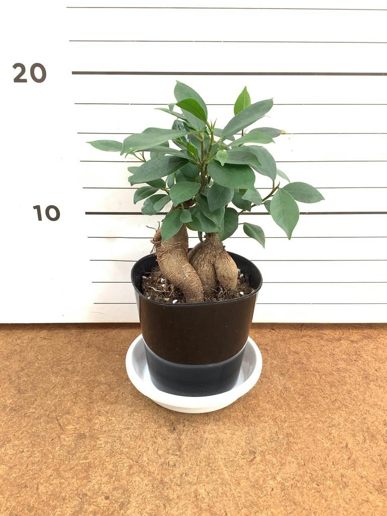 観葉植物 ガジュマル 3号 プラスチック鉢 | 観葉植物ならHitoHana(ひと