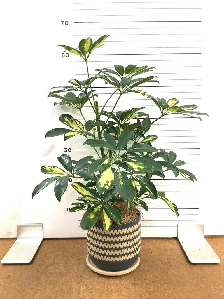観葉植物 シェフレラ（カポック） 4号 斑入り ハピ 白 L 付き | 観葉