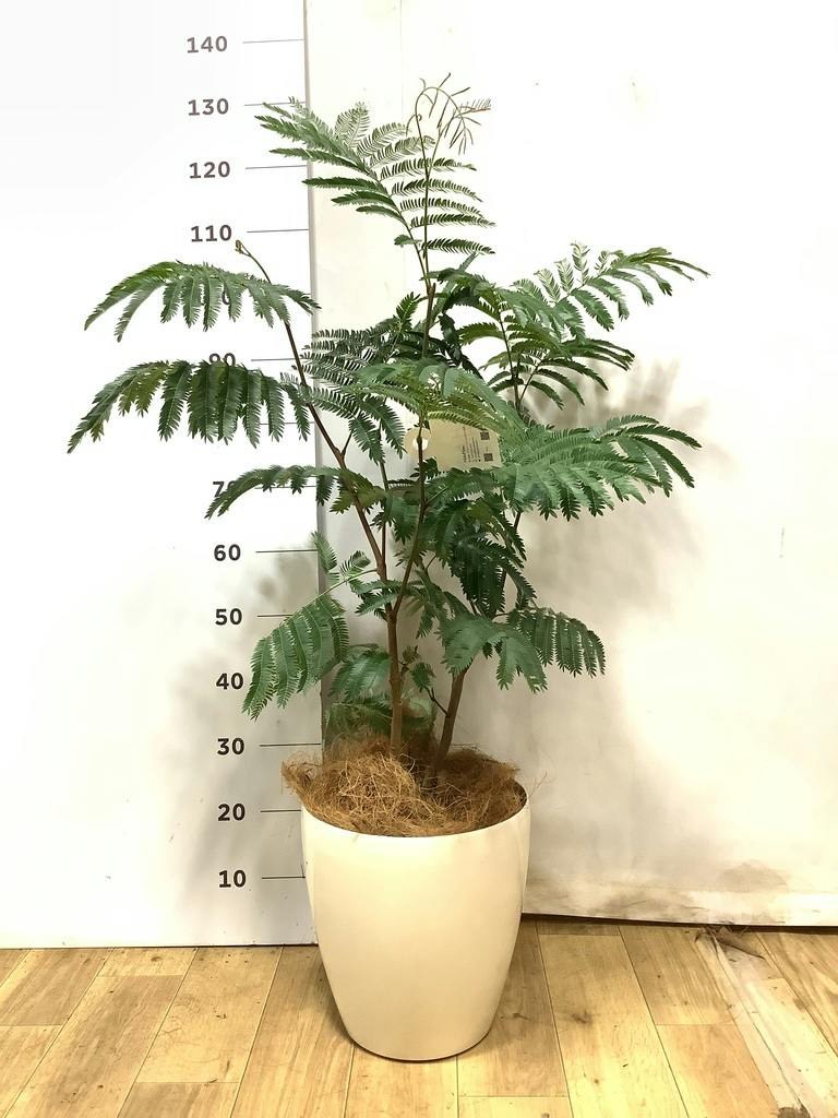 観葉植物 エバーフレッシュ 8号 ボサ造り バスク キューブ 付き | 観葉
