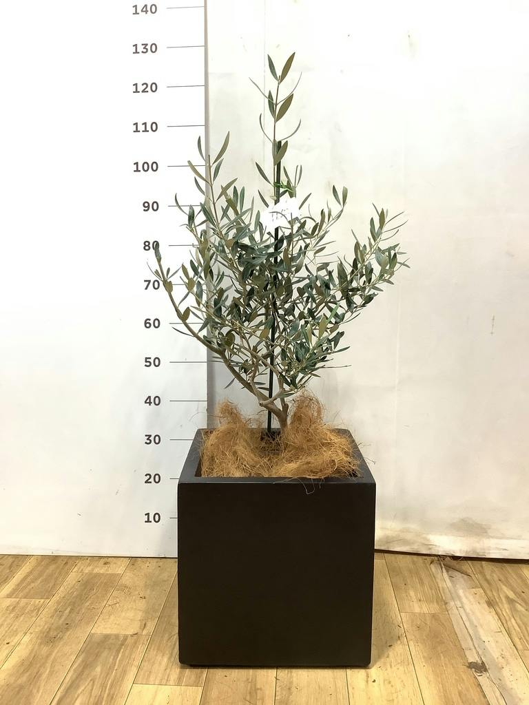 オリーブの木 9号 | 観葉植物通販 HitoHana（ひとはな）