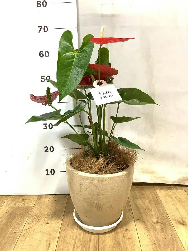 アンスリウム 6号 | 観葉植物 | 送料無料でお届け - Hitohana（ひとはな）