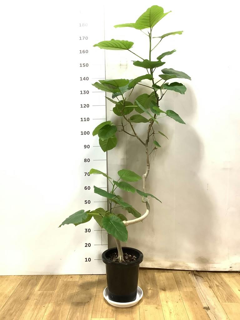 ウンベラータ 大型 | 観葉植物通販HitoHana(ひとはな)