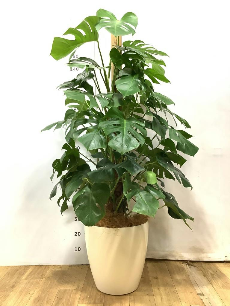 モンステラ 10号 | 観葉植物 | インテリアやギフトに - Hitohana（ひと