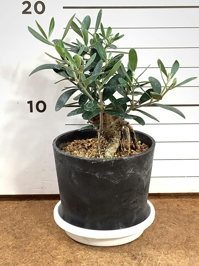 オリーブの木 9号 | 観葉植物通販 HitoHana（ひとはな）