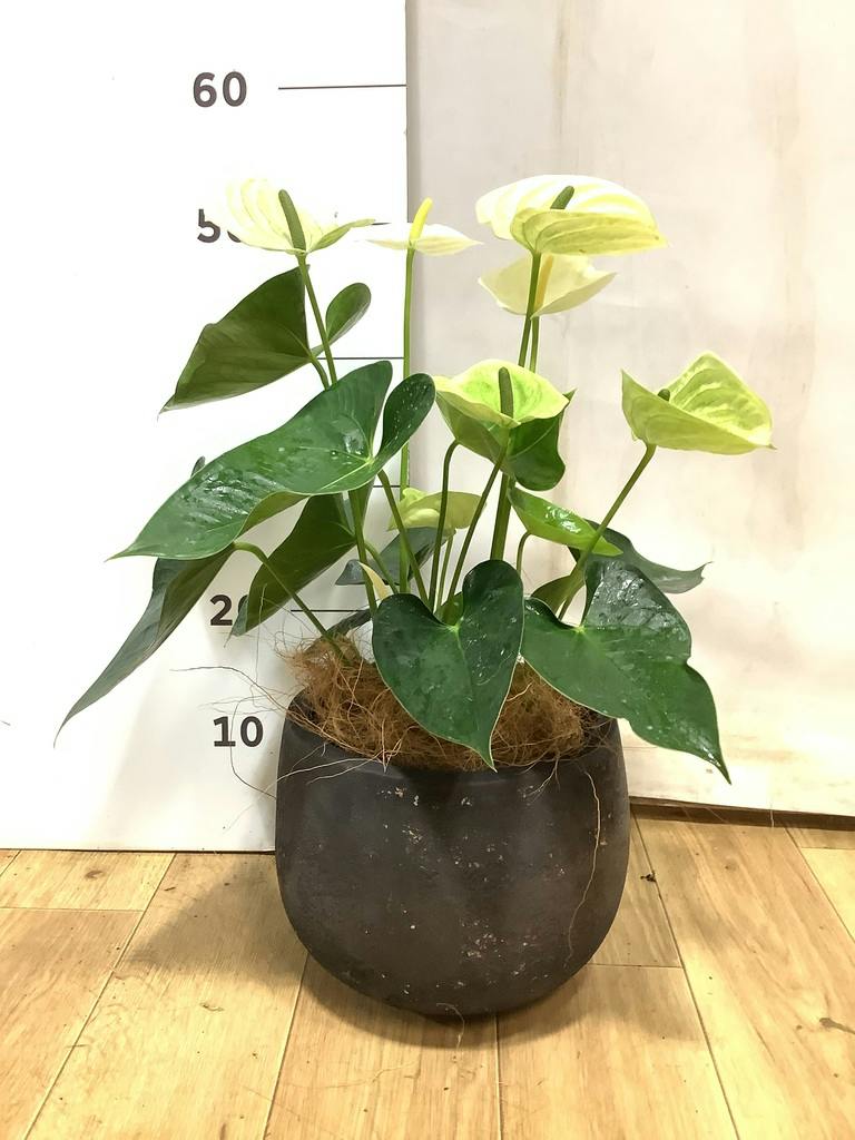 アンスリウム 5号 | 観葉植物 | 送料無料でお届け - Hitohana（ひとはな）