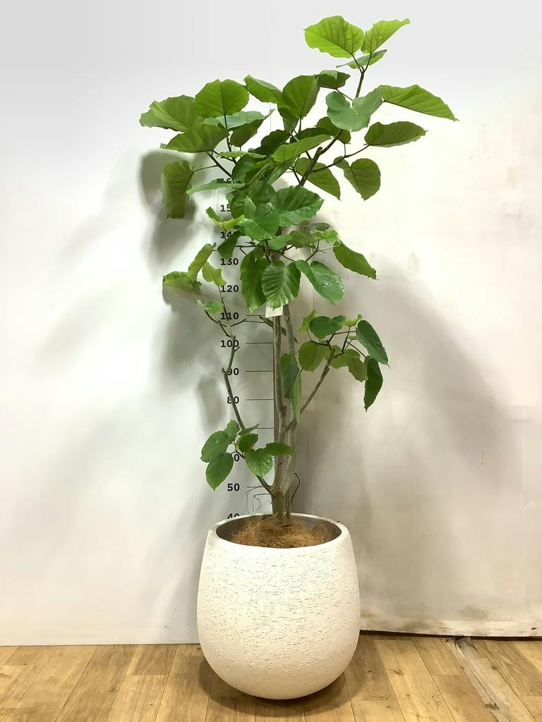 観葉植物 フィカス ウンベラータ 【170cm】 10号 ねじり #72656 ※1都3