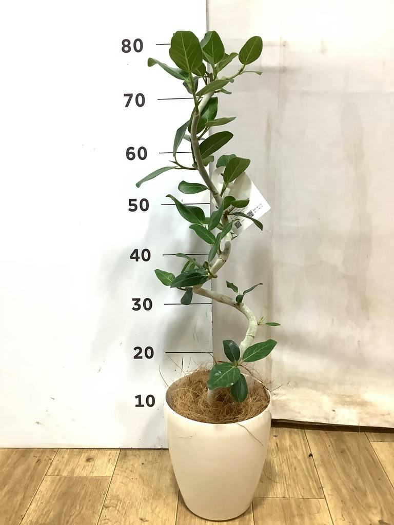 観葉植物 フィカス ベンガレンシス 5号 曲り プラスチック鉢 | 観葉
