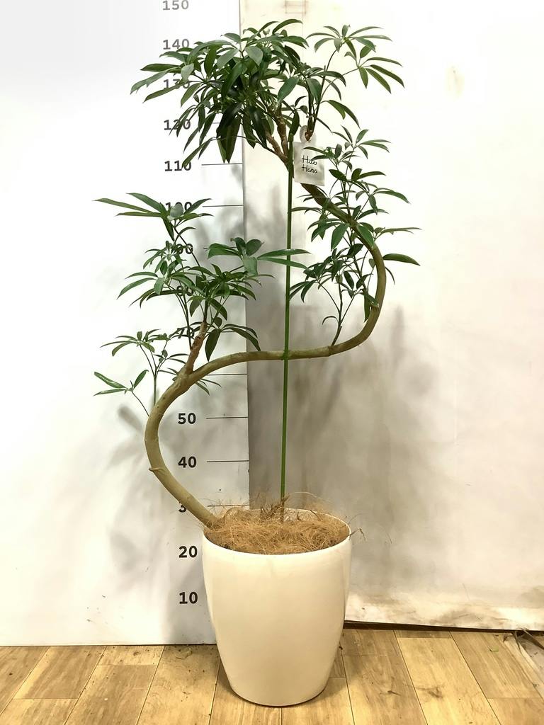 シェフレラ アンガスティフォリア | 観葉植物通販 HitoHana（ひとはな）