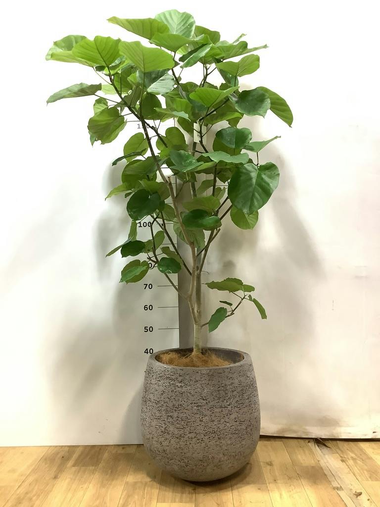 ウンベラータ 10号 | 観葉植物の通販ならHitoHana（ひとはな）
