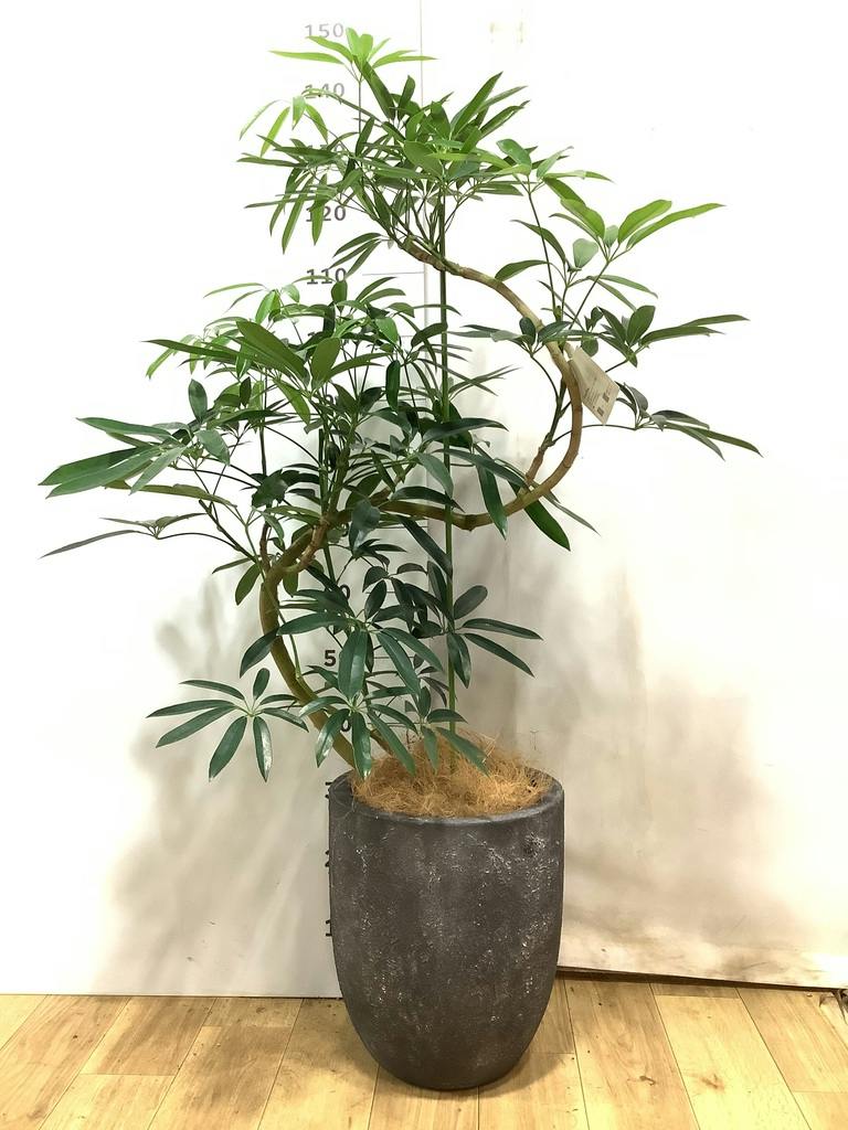 シェフレラ アンガスティフォリア | 観葉植物通販 HitoHana（ひとはな）