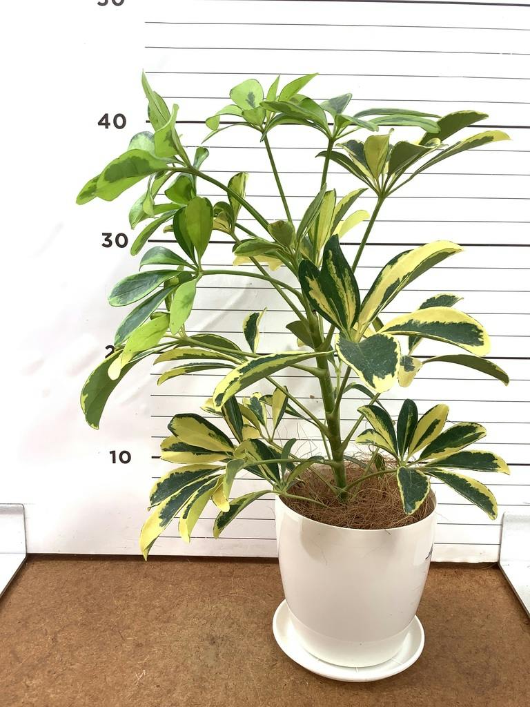 観葉植物 シェフレラ（カポック） 4号 斑入り ルーツ 15 K ブラック