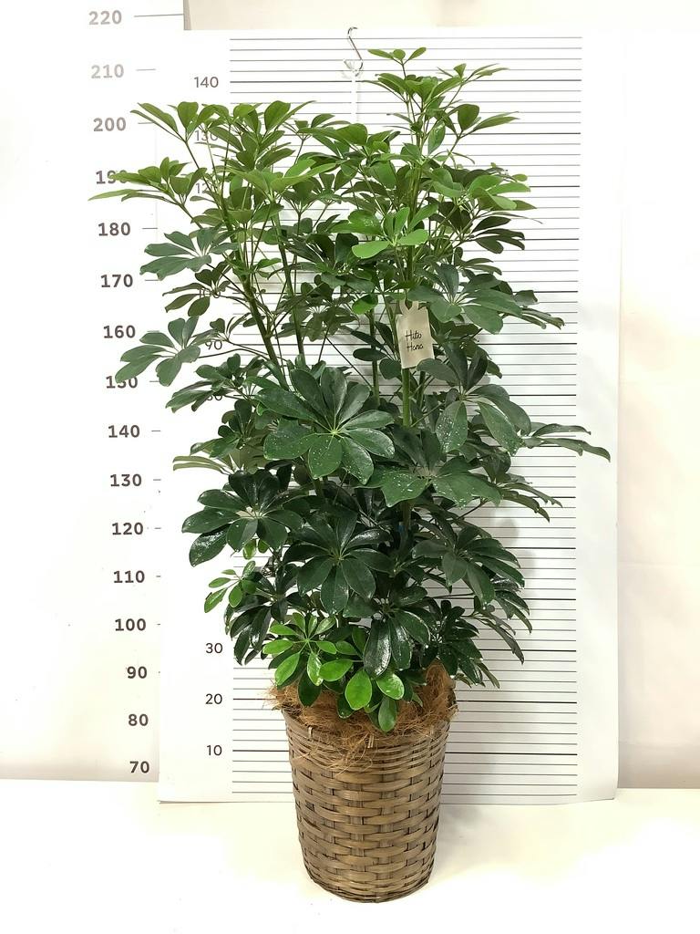 観葉植物 シェフレラ（カポック） 8号 ノーマル プロスパー トゥーボ