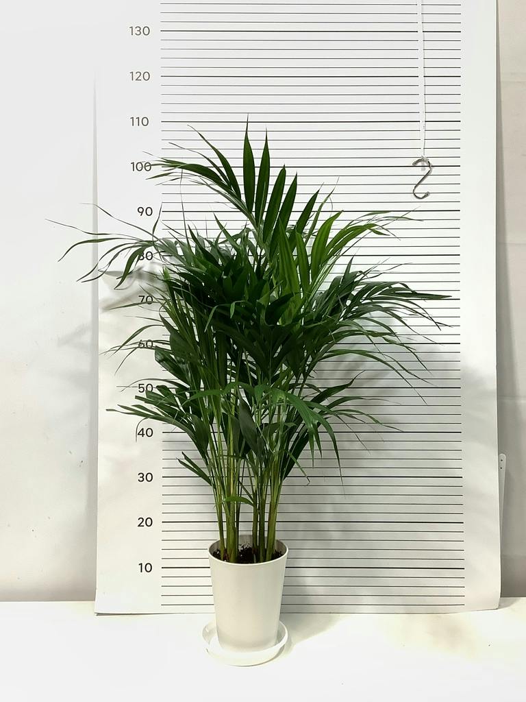 アレカヤシ | 観葉植物の通販ならHitoHana（ひとはな）