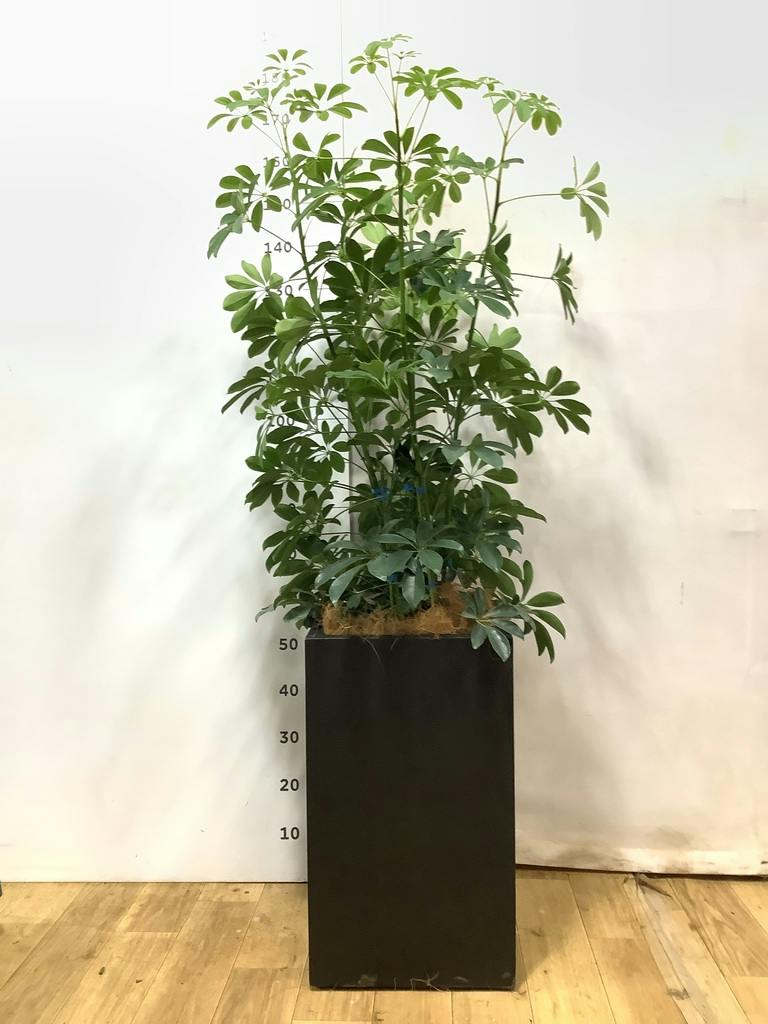観葉植物 シェフレラ（カポック） 8号 ノーマル バスク キューブ 付き