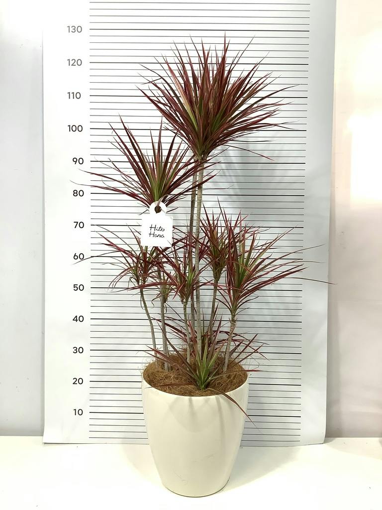 ドラセナ コンシンネ スカーレットアイビス 写真 | 観葉植物通販
