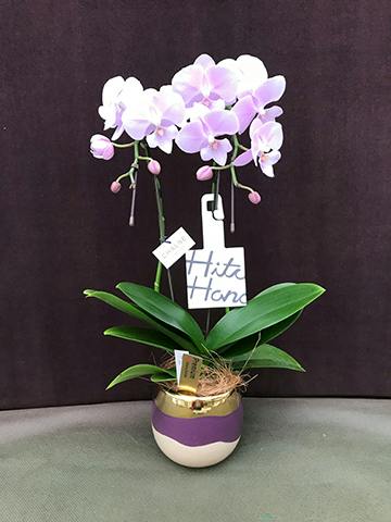 ミディ胡蝶蘭 ピンク ゲイシャワルツ 6号 3本立ち | 胡蝶蘭なら