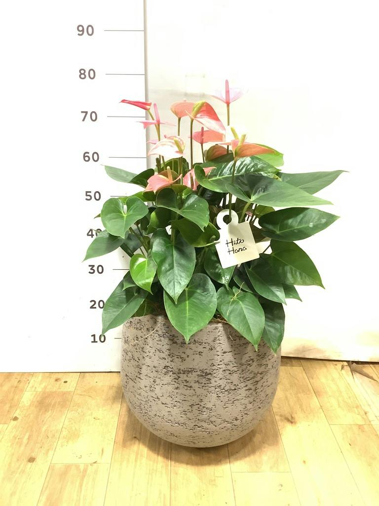アンスリウム 8号 | 観葉植物 | 送料無料でお届け - Hitohana（ひとはな）