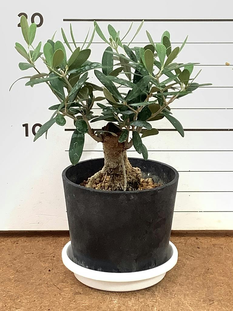 オリーブの木 9号 創樹 | 観葉植物通販 HitoHana（ひとはな）