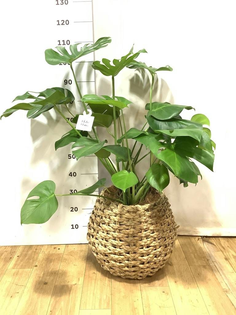 モンステラ 8号 | 観葉植物 | インテリアやギフトに - Hitohana（ひと