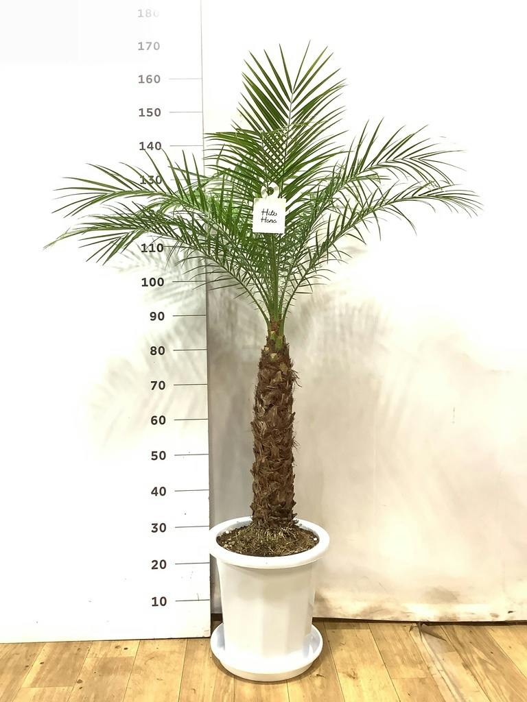 フェニックスロベレニー | 観葉植物の通販ならHitoHana（ひとはな）