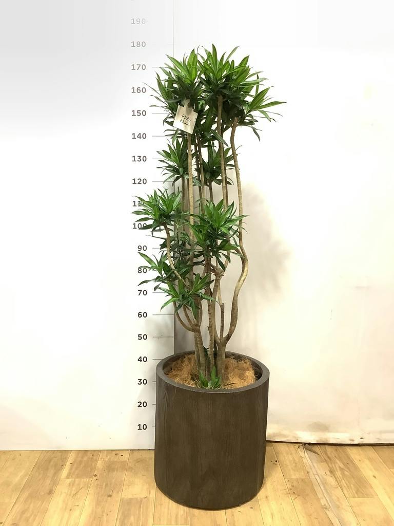 観葉植物 ドラセナ ソング オブ ジャマイカ 10号 ジュピター 黒 付き