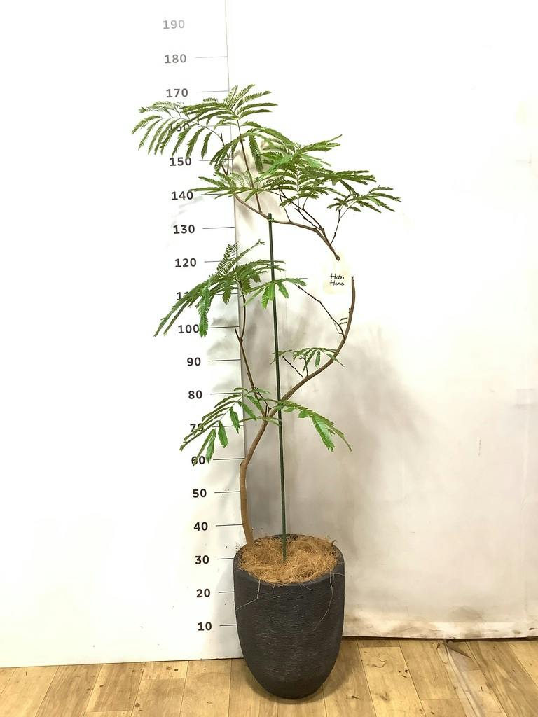 観葉植物 エバーフレッシュ 8号 曲り ジュピター 黒 付き | 観葉植物