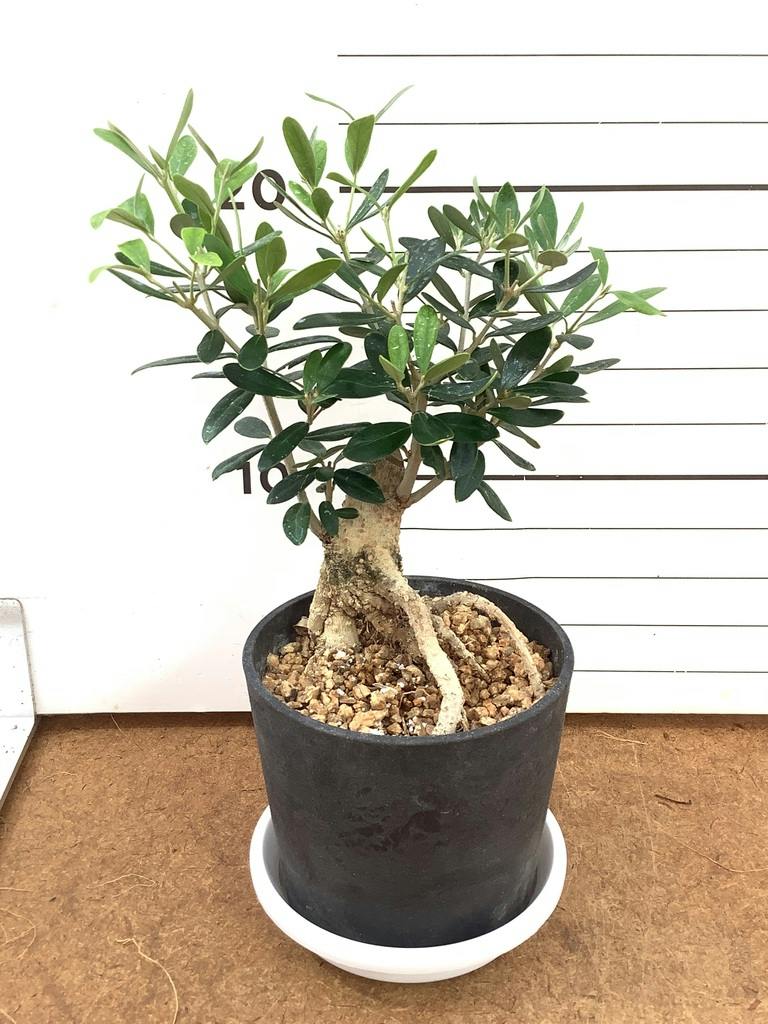 オリーブ　創樹　　9 オリーブの木 9号 創樹 | 観葉植物通販 HitoHana（ひとはな）