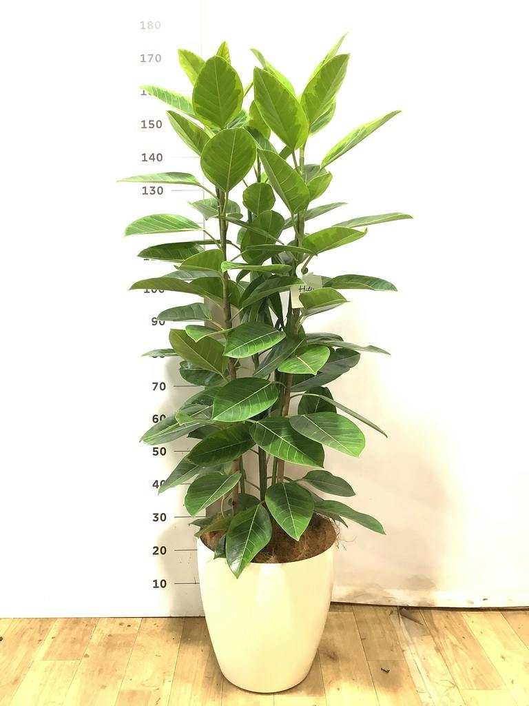 フィカス アルテシーマ 10号 | 観葉植物 | インテリアやギフトに